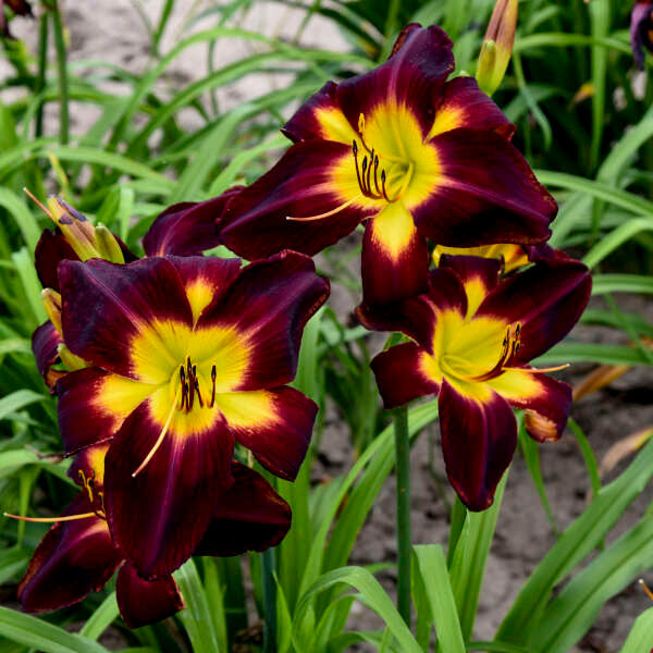 Hemerocallis Rainbow Rhythm® 'Persian Ruby'
