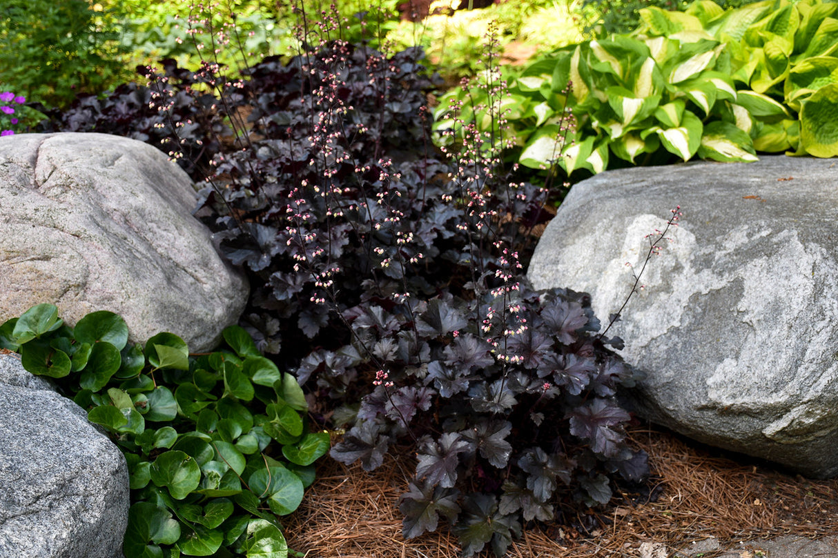 Heuchera PRIMO® 'Black Pearl'