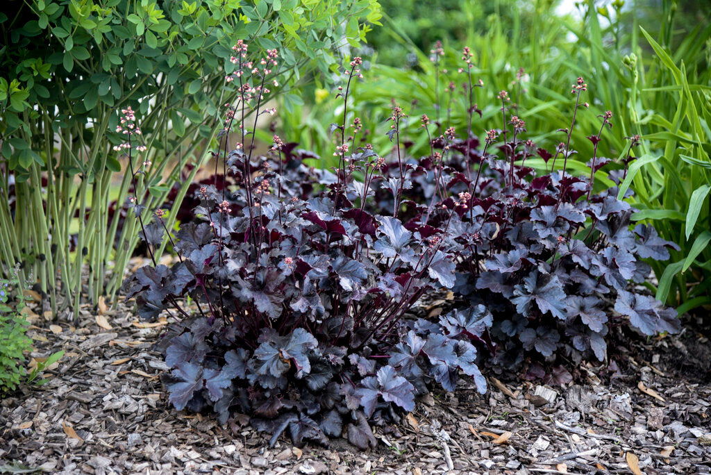 Heuchera PRIMO® 'Black Pearl'