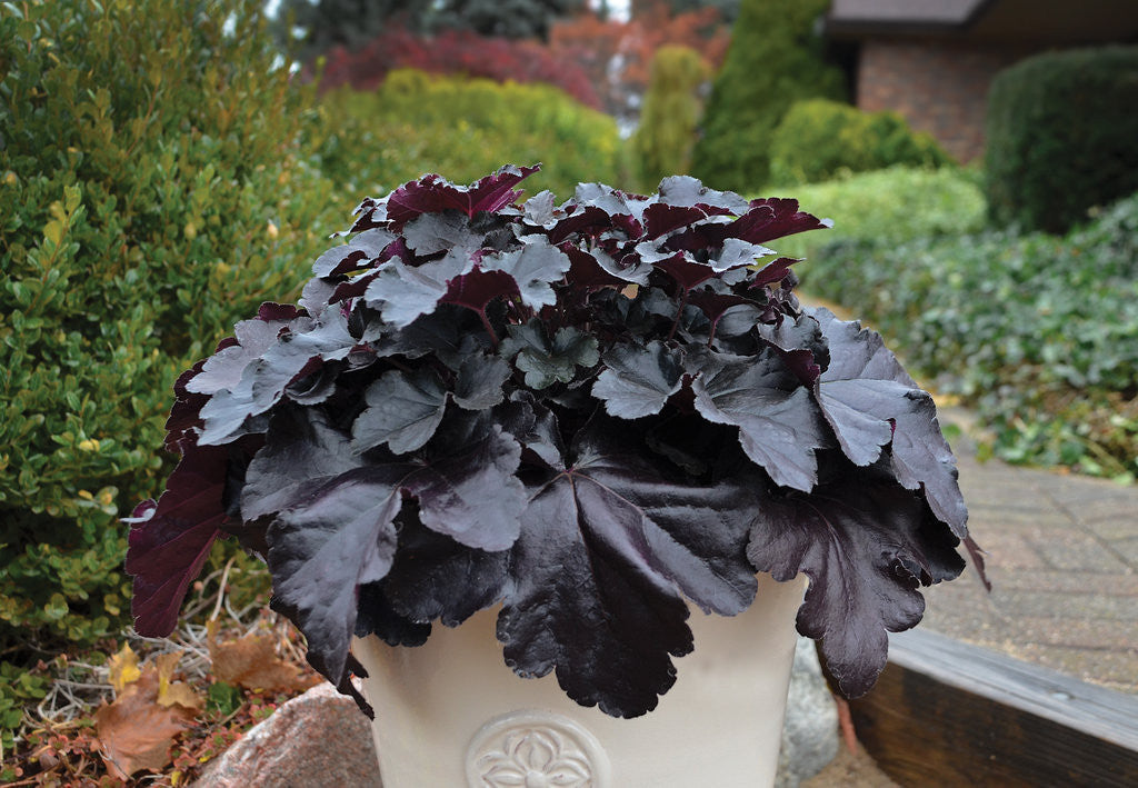 Heuchera PRIMO® 'Black Pearl'