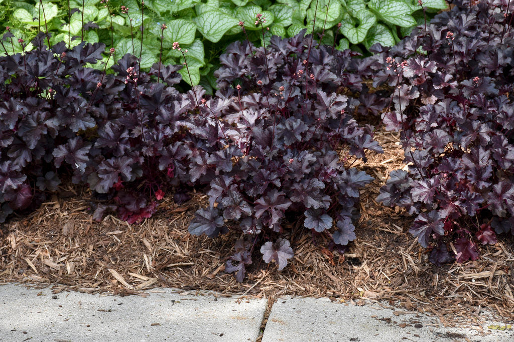 Heuchera PRIMO® 'Black Pearl'