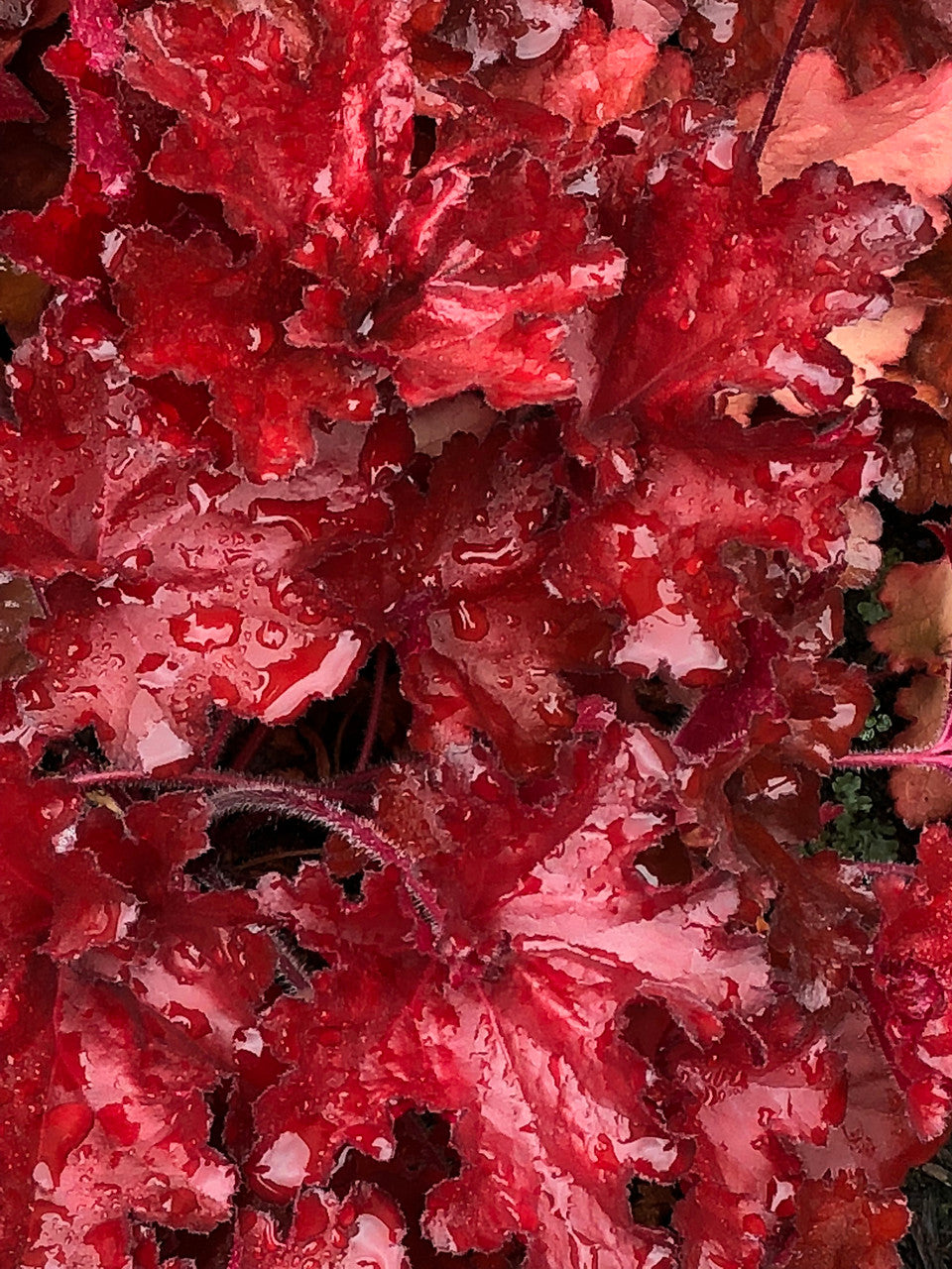 Heuchera 'FOREVER® Red'