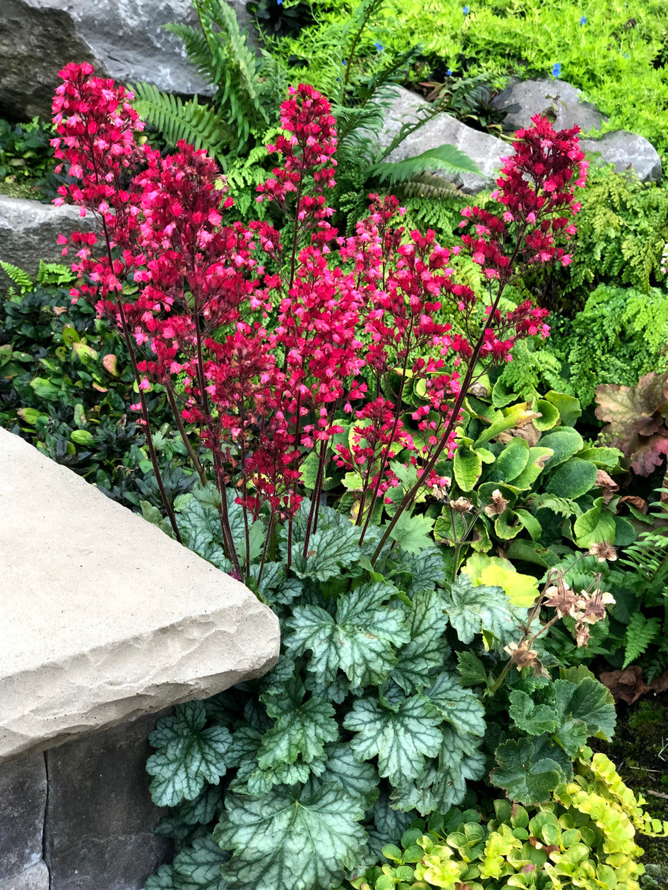 Heuchera 'Paris'