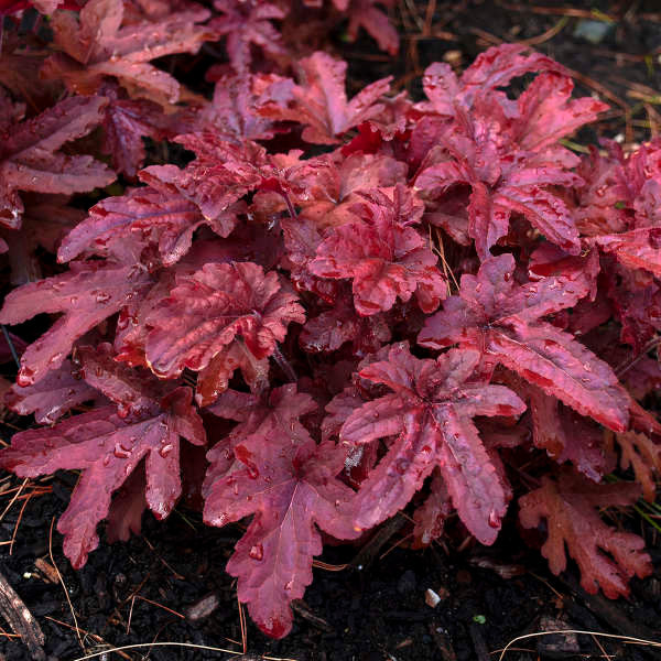 Heucherella FUN AND GAMES® 'Red Rover'