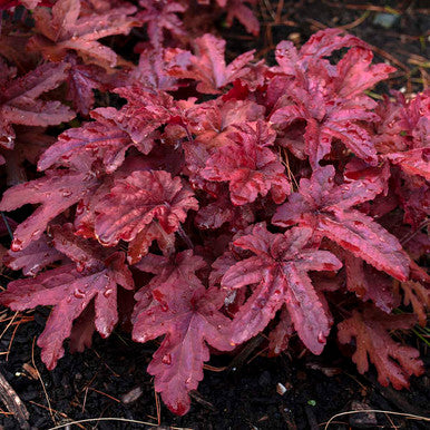 Heucherella Fun and Games® 'Red Rover'