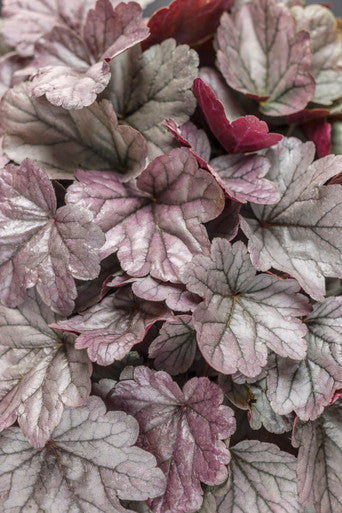 Heuchera DOLCE® 'Silver Gumdrop'