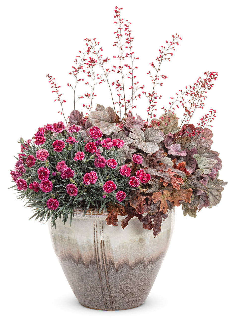 Heuchera DOLCE® 'Silver Gumdrop'