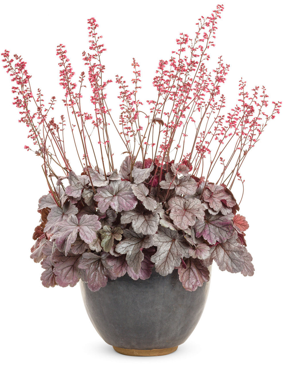 Heuchera DOLCE® 'Silver Gumdrop'