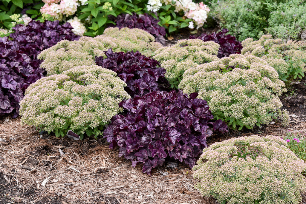 Heuchera DOLCE® 'Wildberry'