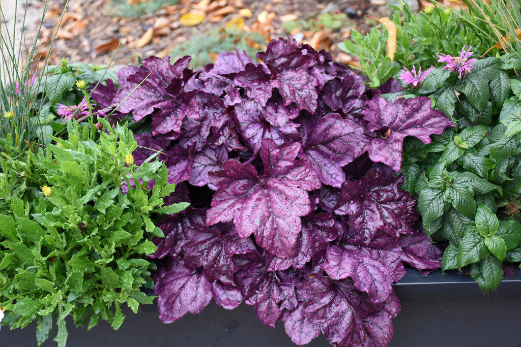 Heuchera DOLCE® 'Wildberry'