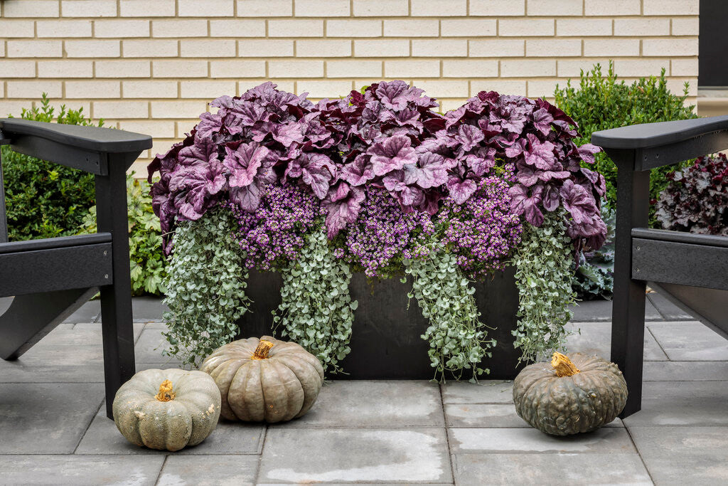 Heuchera DOLCE® 'Wildberry'