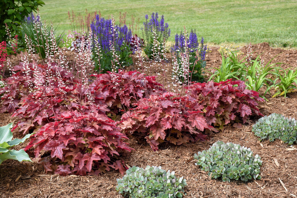 Heucherella FUN AND GAMES® 'Red Rover'