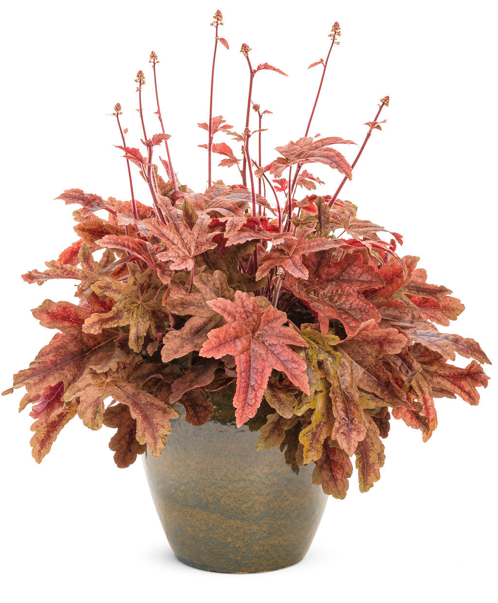 Heucherella FUN AND GAMES® 'Red Rover'