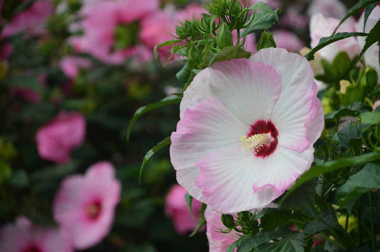 Hibiscus Summerific® 'Ballet Slippers'