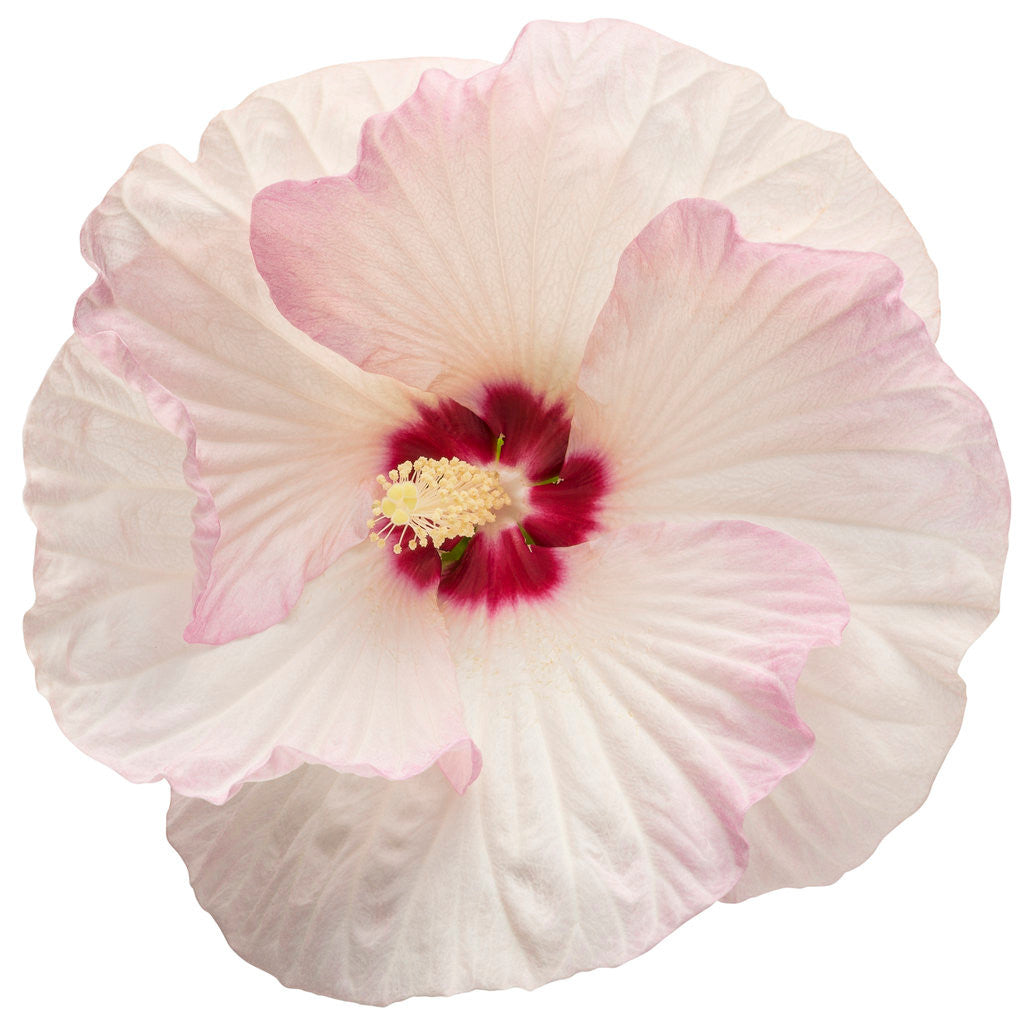 Hibiscus SUMMERIFIC® 'Ballet Slippers'