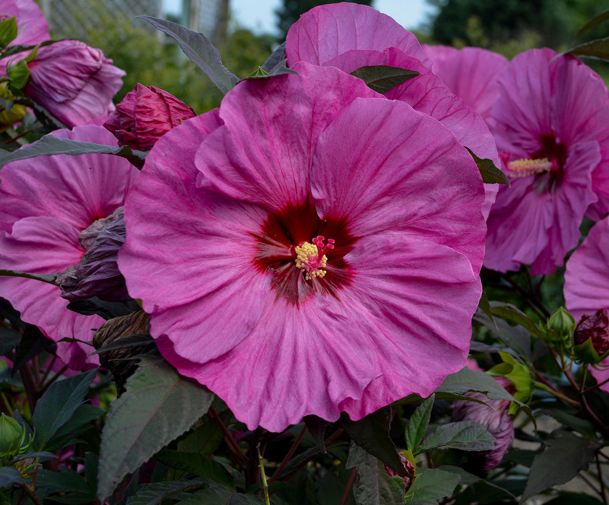 Close-up of a pink flower with a green background