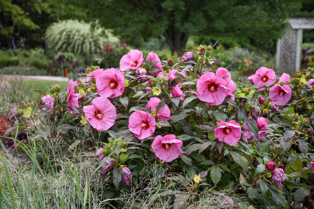 Hibiscus SUMMERIFIC ® 'Berry Awesome'