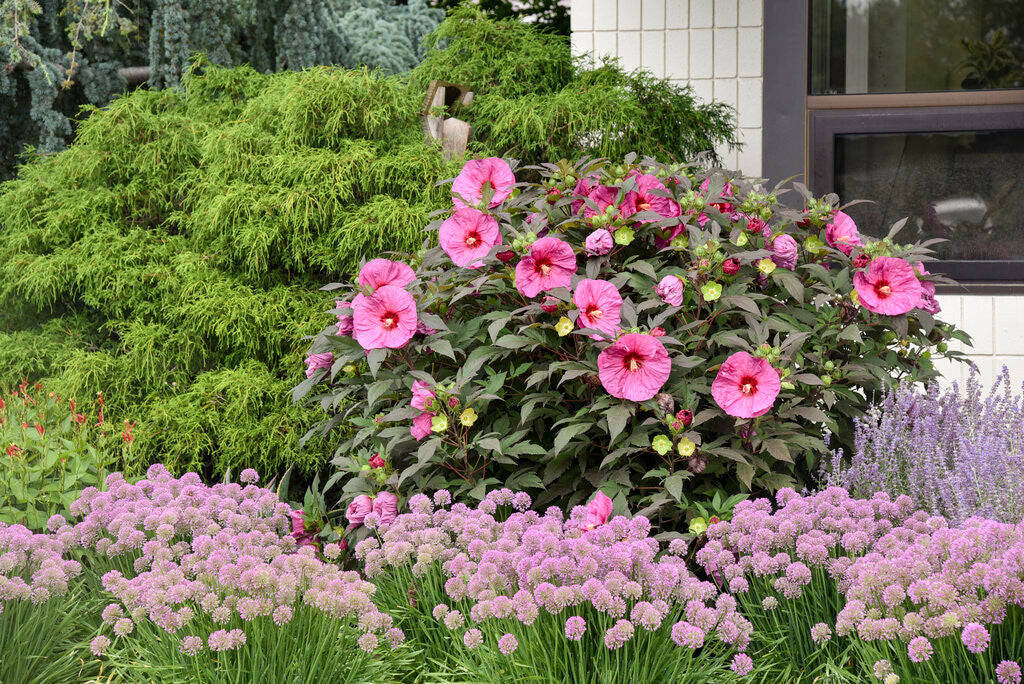 Hibiscus SUMMERIFIC ® 'Berry Awesome'