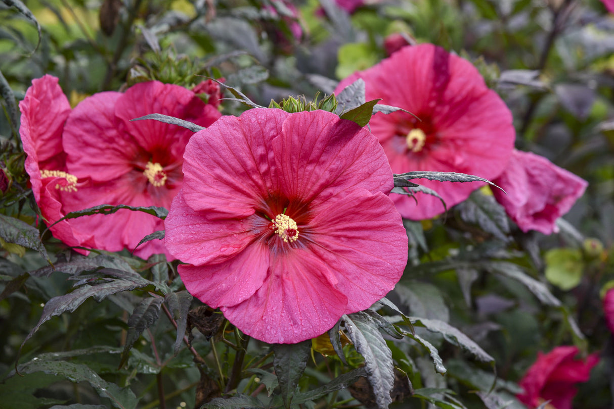 Hibiscus SUMMERIFIC® 'Evening Rose'