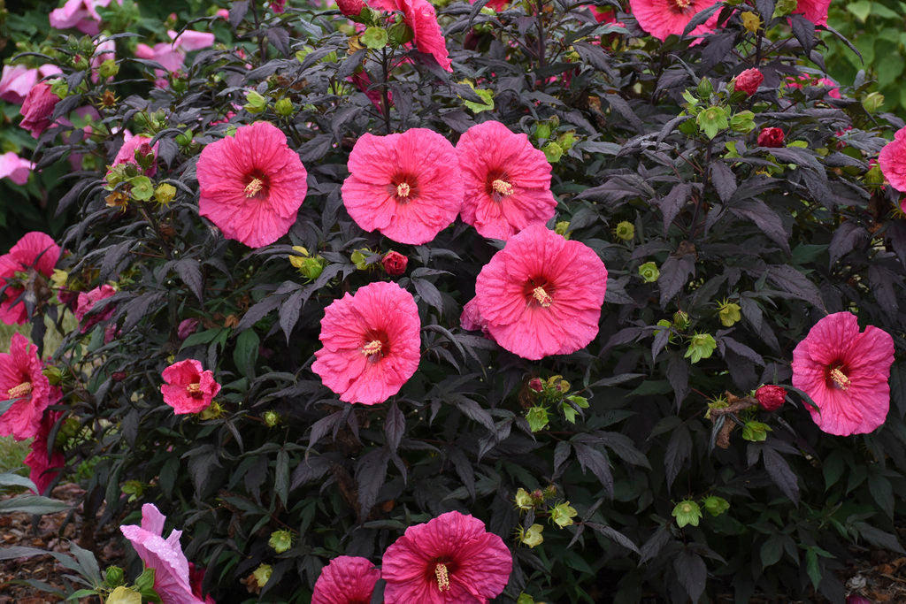 Hibiscus SUMMERIFIC® 'Evening Rose'