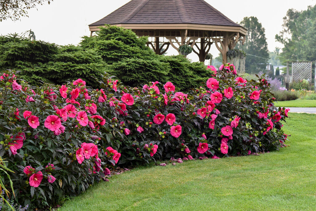 Hibiscus SUMMERIFIC® 'Evening Rose'