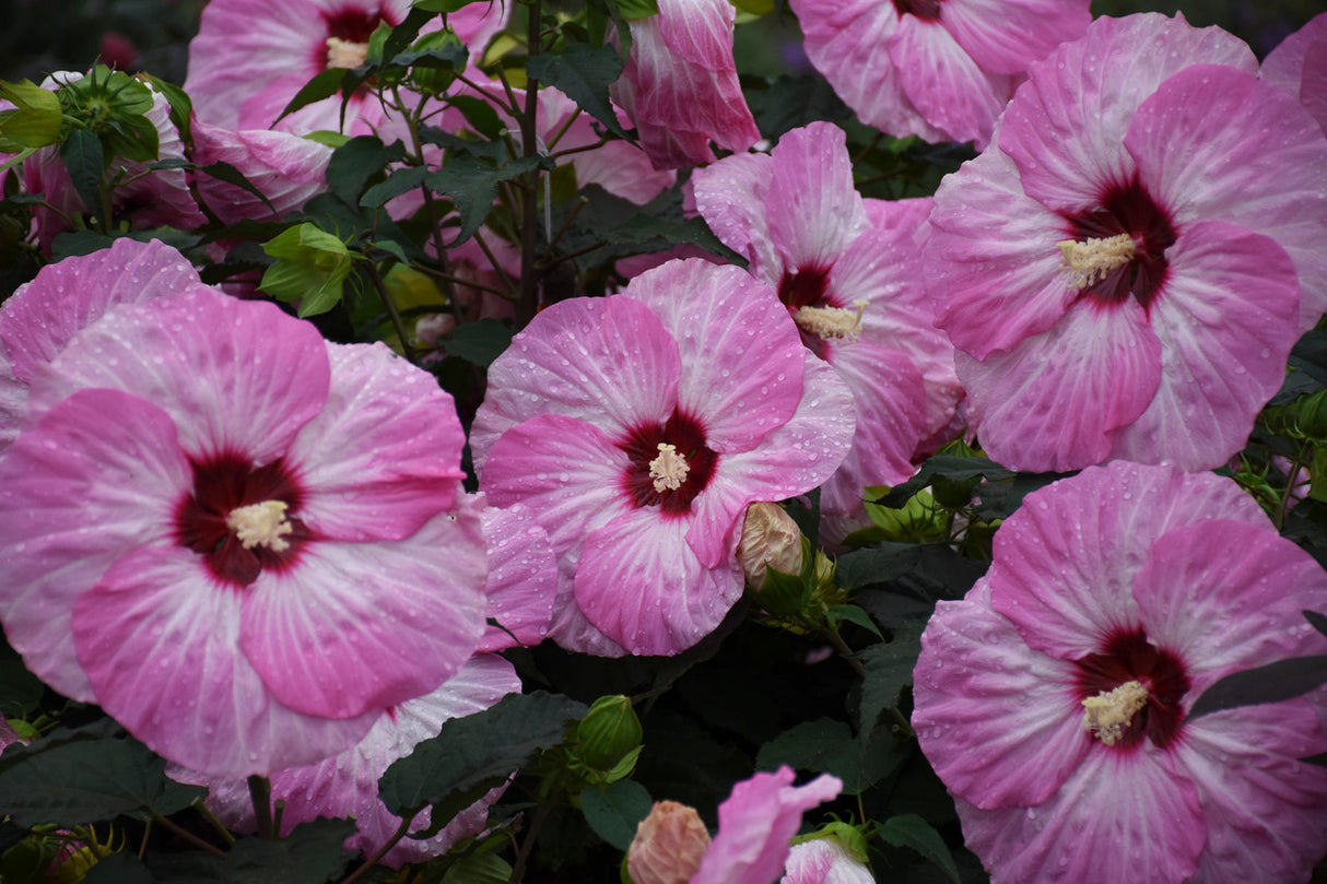 Hibiscus SUMMERIFIC® 'Spinderella'