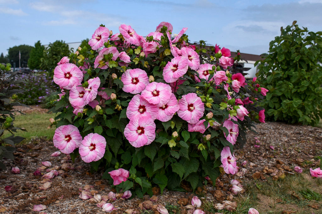 Hibiscus SUMMERIFIC® 'Spinderella'