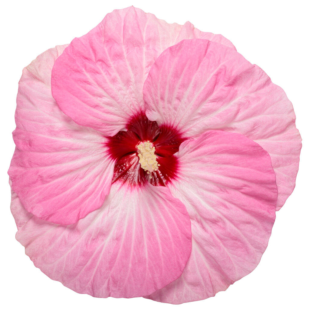 Hibiscus SUMMERIFIC® 'Spinderella'