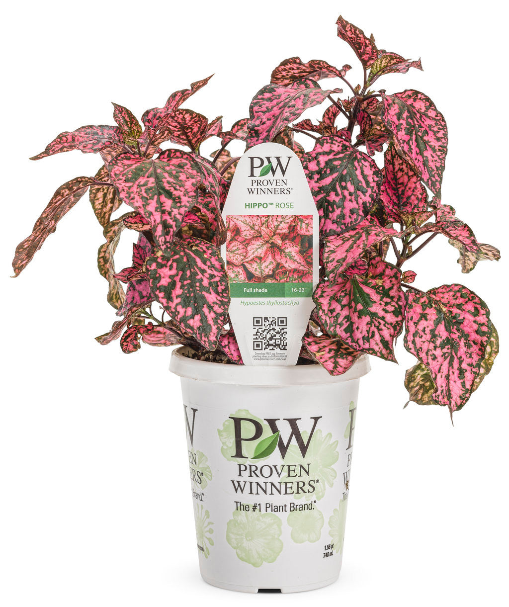 Hypoestes phyllostachya 'Hippo® Rose' in grower pot