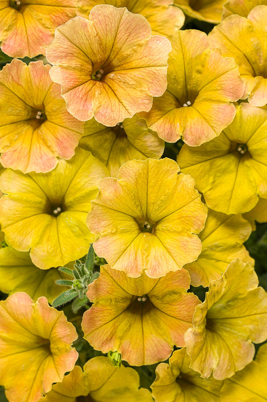 Petunia hybrid 'Supertunia® Honey™'