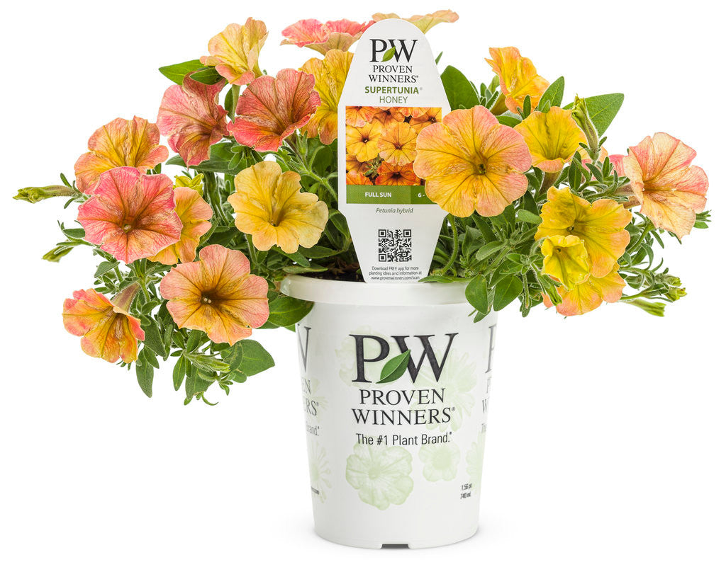 Petunia hybrid 'Supertunia® Honey™' in grower pot