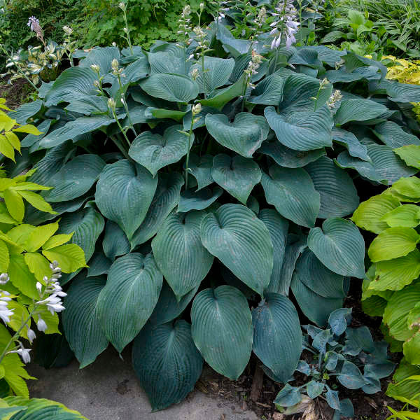 Hosta 'Blue Angel'