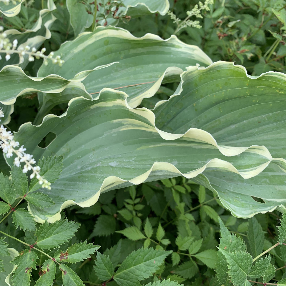 Hosta 'Dancing in the Moonlight'