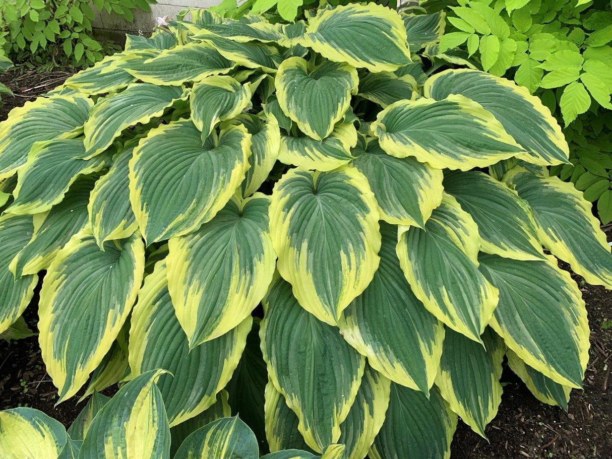 Hosta 'Drop-dead Gorgeous'