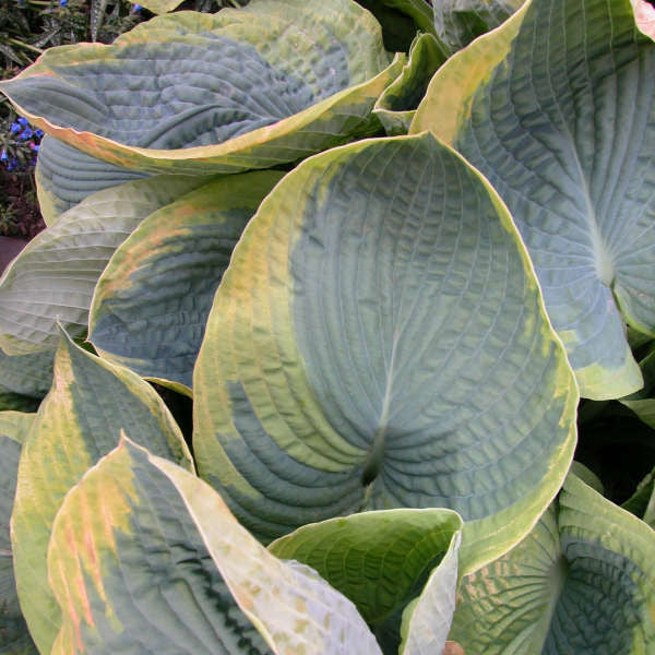 Hosta sieboldiana 'Frances Williams'