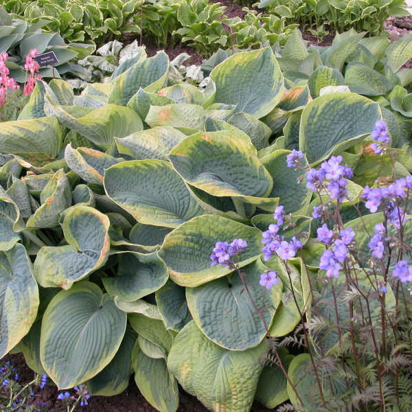 Hosta sieboldiana 'Frances Williams'