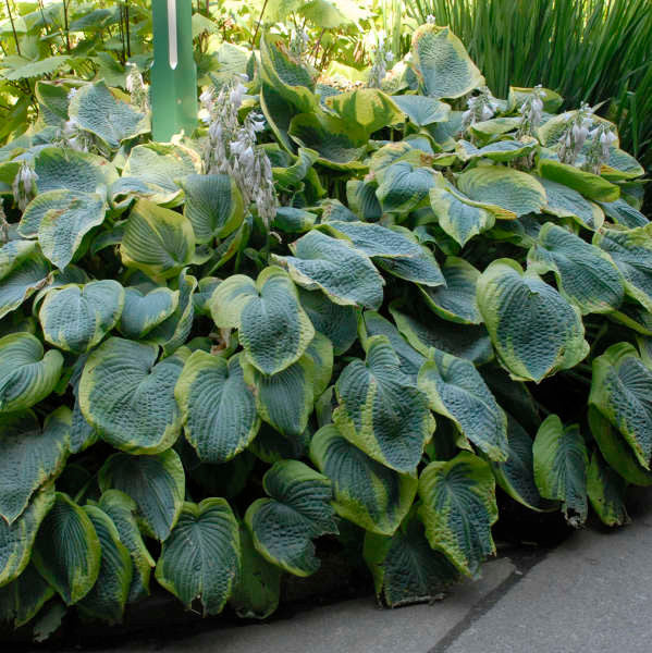 Hosta sieboldiana 'Frances Williams'