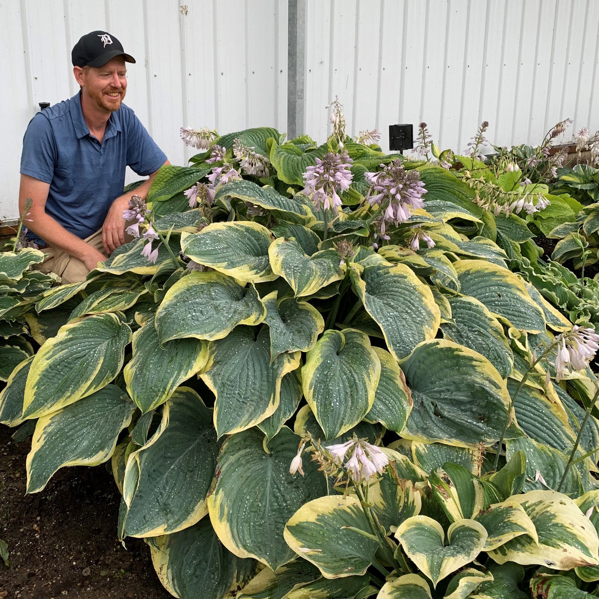 Hosta Shadowland® 'Gigantosaurus'