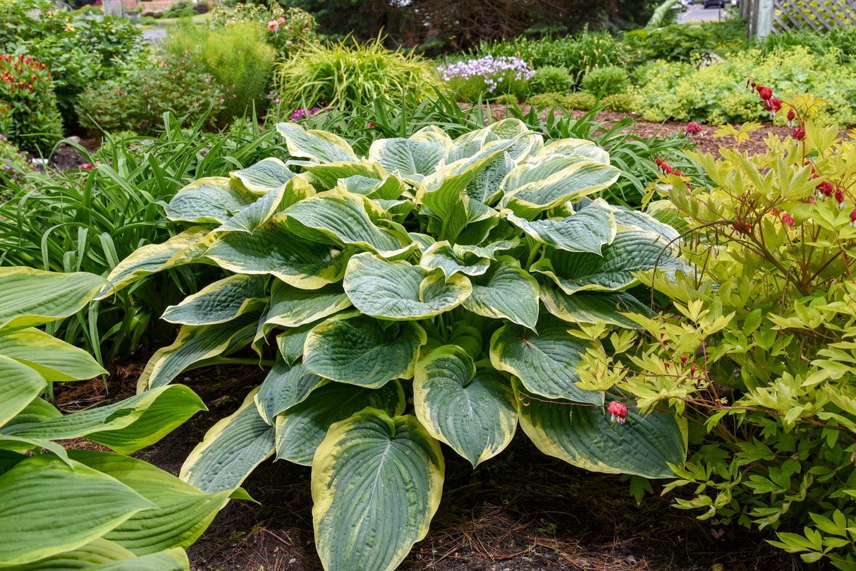 Hosta Shadowland® 'Gigantosaurus'