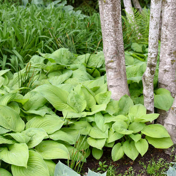 Hosta 'Guacamole'