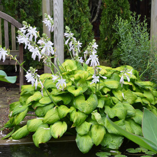Hosta 'Guacamole'