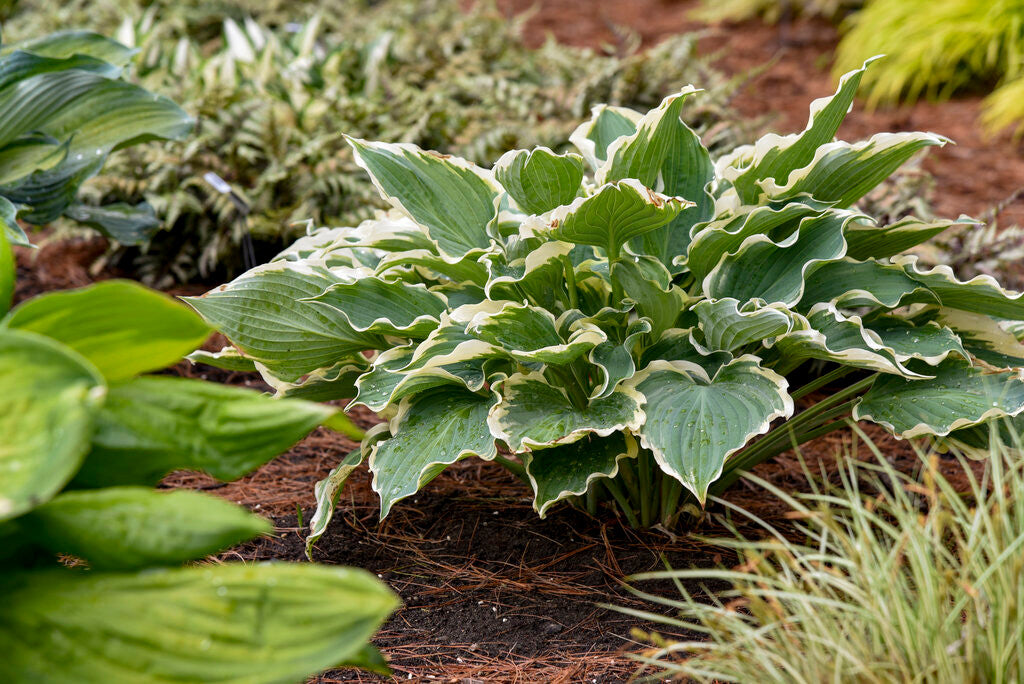 Hosta Shadowland® 'Hope Springs Eternal'