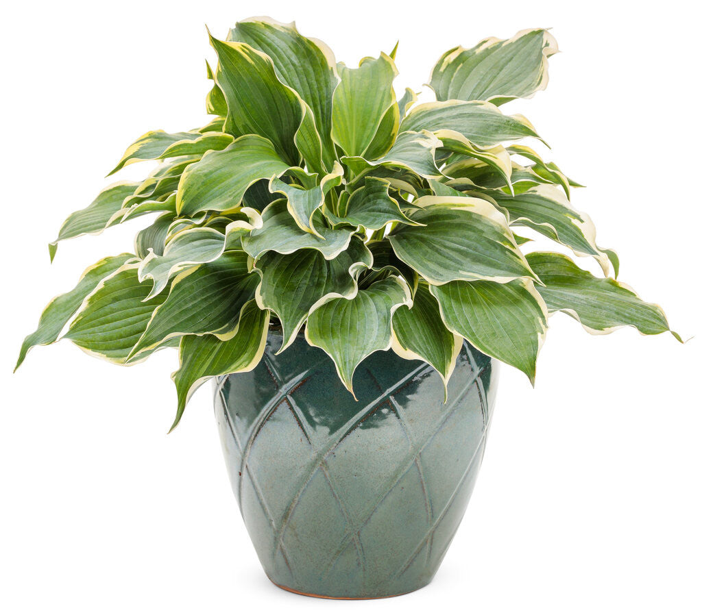 Hosta SHADOWLAND® 'Hope Springs Eternal'
