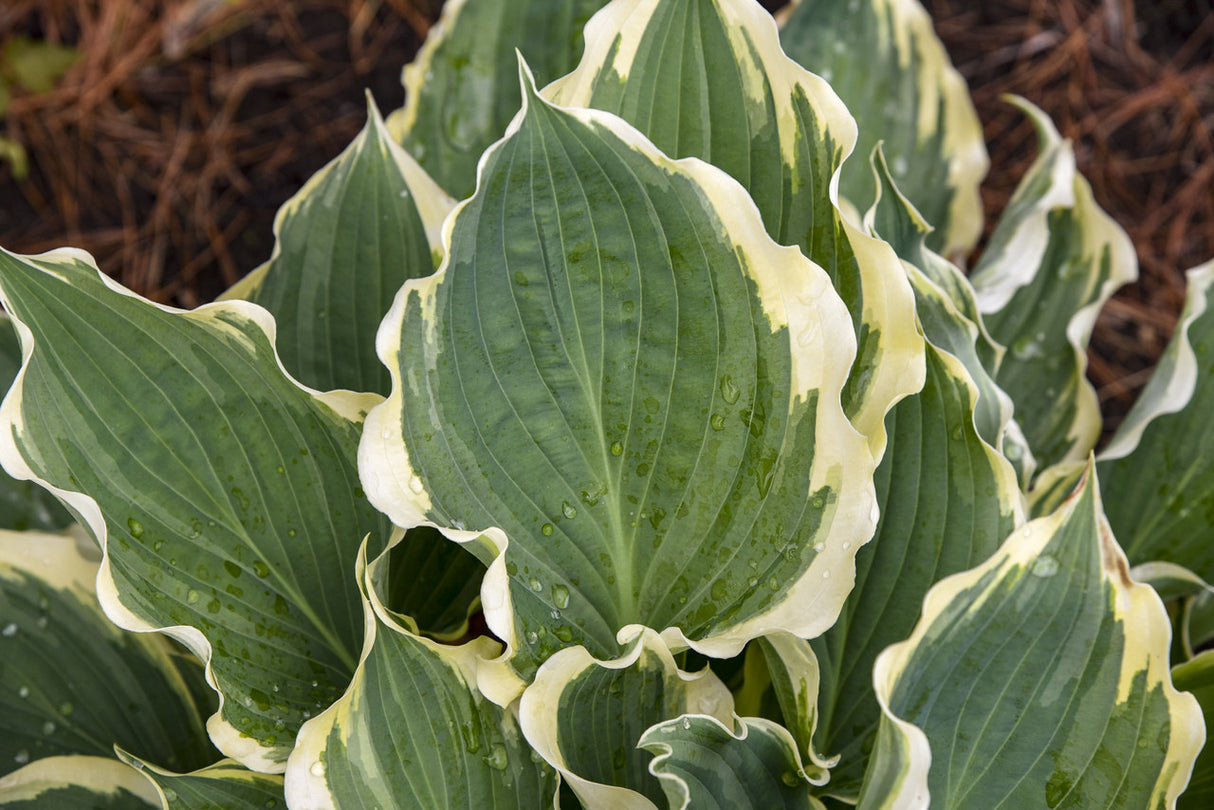 Close-up of variegated green and white leaves with a brown mulch background