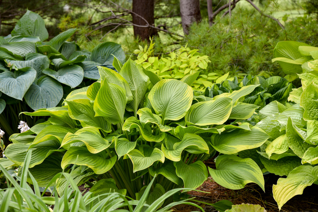 Hosta Shadowland® 'Lone Star'