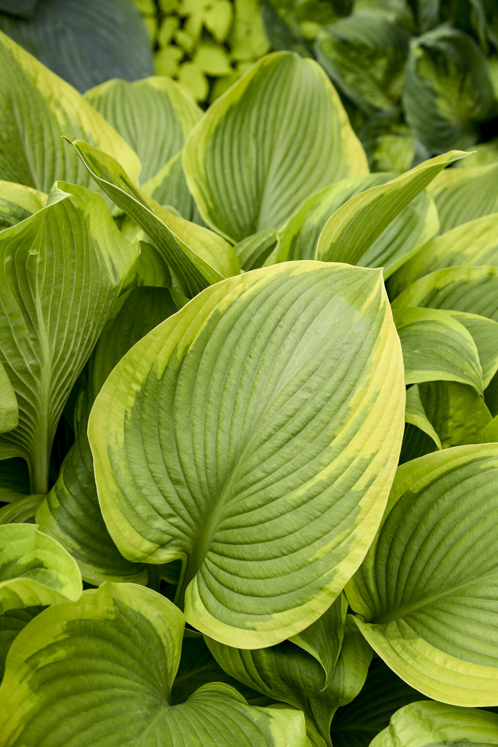 Hosta Shadowland® 'Lone Star'