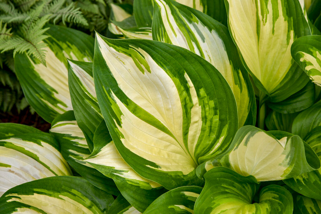 Hosta Shadowland® 'Miss America'