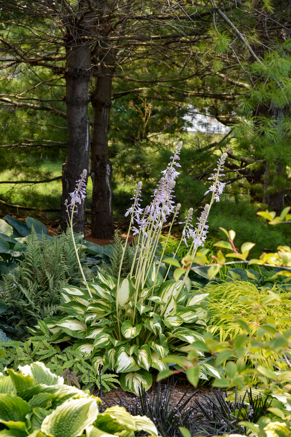 Hosta Shadowland® 'Miss America'