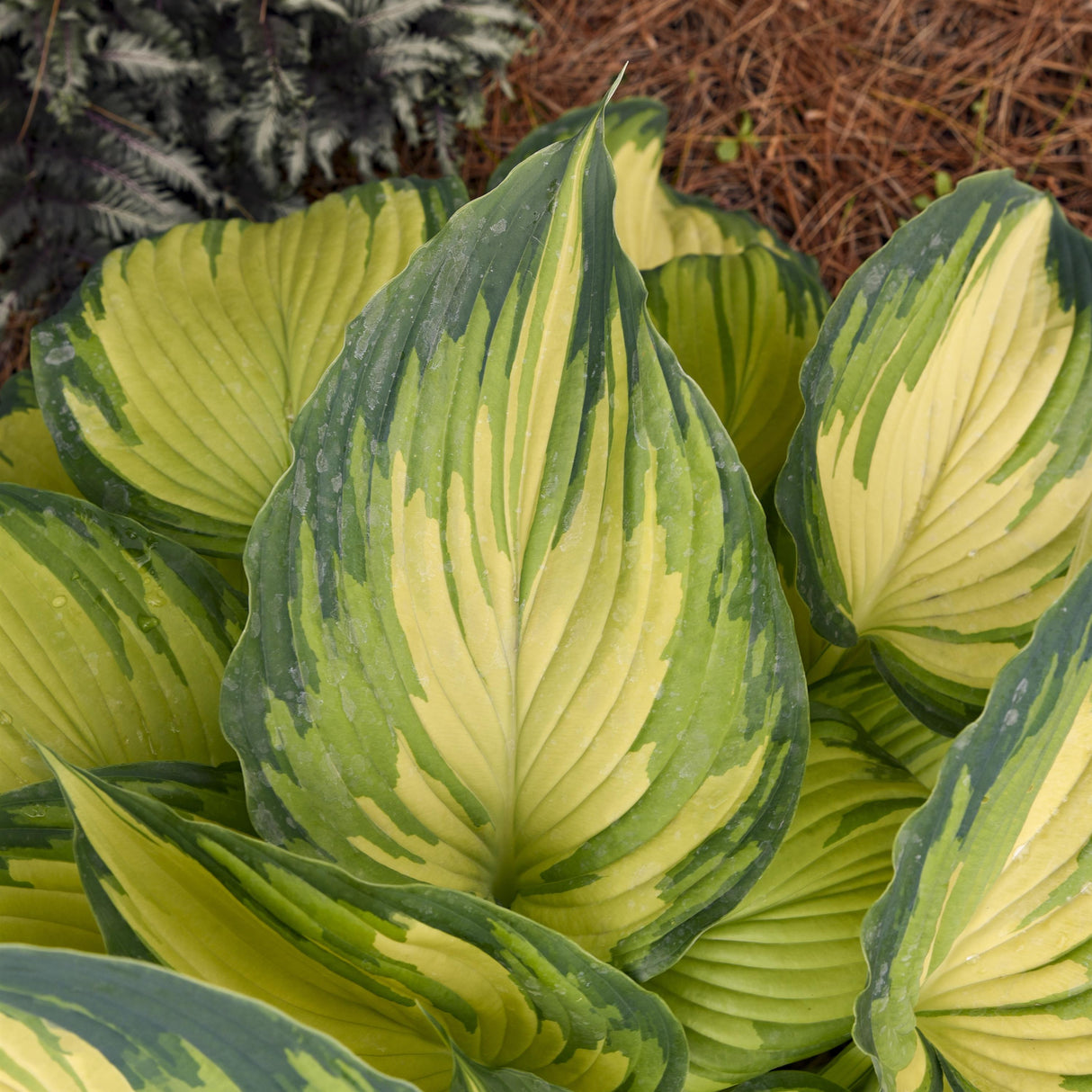 Hosta 'My Fair Lady'