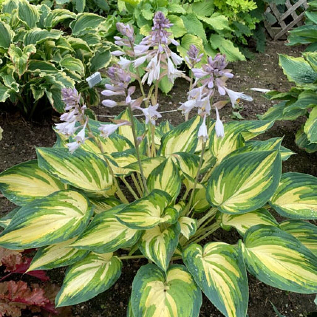 Hosta 'My Fair Lady'